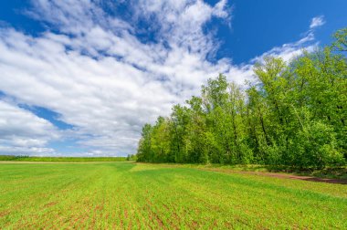 Bahar fotoğrafçılığı, yeşil bir tarlada mısır tohumu, yiyecek için tahıl, örneğin buğday, yulaf ya da mısır. Beyaz kabarık bulutlarda mavi gökyüzü
