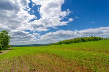 Bahar fotoğrafçılığı, yeşil bir tarlada mısır tohumu, yiyecek için tahıl, örneğin buğday, yulaf ya da mısır. Beyaz kabarık bulutlarda mavi gökyüzü