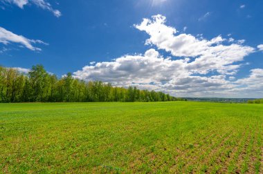 Bahar fotoğrafçılığı, yeşil bir tarlada mısır tohumu, yiyecek için tahıl, örneğin buğday, yulaf ya da mısır. Beyaz kabarık bulutlarda mavi gökyüzü