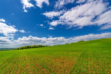 Bahar fotoğrafçılığı, yeşil bir tarlada mısır tohumu, yiyecek için tahıl, örneğin buğday, yulaf ya da mısır. Beyaz kabarık bulutlarda mavi gökyüzü