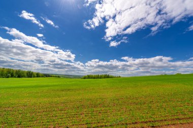 Bahar fotoğrafçılığı, yeşil bir tarlada mısır tohumu, yiyecek için tahıl, örneğin buğday, yulaf ya da mısır. Beyaz kabarık bulutlarda mavi gökyüzü