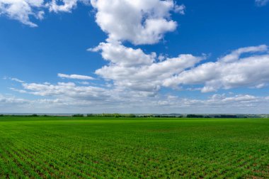 Bahar fotoğrafçılığı, yeşil bir tarlada mısır tohumu, yiyecek için tahıl, örneğin buğday, yulaf ya da mısır. Beyaz kabarık bulutlarda mavi gökyüzü