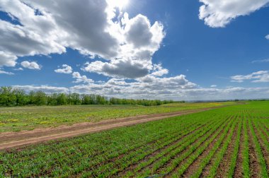 Bahar fotoğrafçılığı, yeşil bir tarlada mısır tohumu, yiyecek için tahıl, örneğin buğday, yulaf ya da mısır. Beyaz kabarık bulutlarda mavi gökyüzü