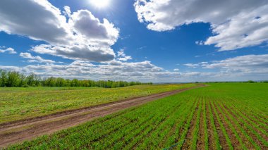 Bahar fotoğrafçılığı, yerel yol, yeşil bir tarlada mısır fideleri, yiyecek için kullanılan tahıllar, örneğin buğday, yulaf veya mısır. Beyaz kabarık bulutlarda mavi gökyüzü