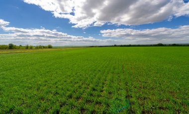 Bahar fotoğrafçılığı, yeşil bir tarlada mısır tohumu, yiyecek için tahıl, örneğin buğday, yulaf ya da mısır. Beyaz kabarık bulutlarda mavi gökyüzü