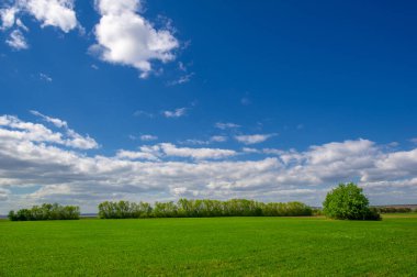 Bahar fotoğrafçılığı, yeşil bir tarlada mısır tohumu, yiyecek için tahıl, örneğin buğday, yulaf ya da mısır. Beyaz kabarık bulutlarda mavi gökyüzü