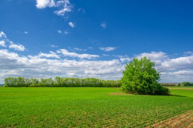 Bahar fotoğrafçılığı, yeşil bir tarlada mısır tohumu, yiyecek için tahıl, örneğin buğday, yulaf ya da mısır. Beyaz kabarık bulutlarda mavi gökyüzü