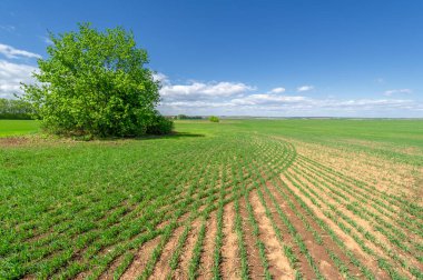 Bahar fotoğrafçılığı, yeşil bir tarlada mısır tohumu, yiyecek için tahıl, örneğin buğday, yulaf ya da mısır. Beyaz kabarık bulutlarda mavi gökyüzü