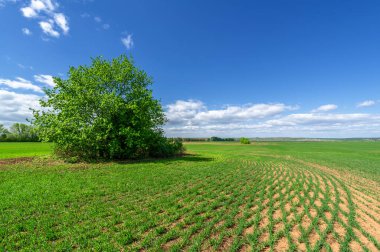 Bahar fotoğrafçılığı, yeşil bir tarlada mısır tohumu, yiyecek için tahıl, örneğin buğday, yulaf ya da mısır. Beyaz kabarık bulutlarda mavi gökyüzü