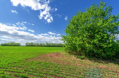 Bahar fotoğrafçılığı, yeşil bir tarlada mısır tohumu, yiyecek için tahıl, örneğin buğday, yulaf ya da mısır. Beyaz kabarık bulutlarda mavi gökyüzü