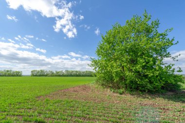 Bahar fotoğrafçılığı, yeşil bir tarlada mısır tohumu, yiyecek için tahıl, örneğin buğday, yulaf ya da mısır. Beyaz kabarık bulutlarda mavi gökyüzü