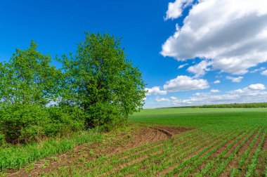 Bahar fotoğrafçılığı, yeşil bir tarlada mısır tohumu, yiyecek için tahıl, örneğin buğday, yulaf ya da mısır. Beyaz kabarık bulutlarda mavi gökyüzü