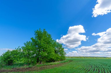 Bahar fotoğrafçılığı, yeşil bir tarlada mısır tohumu, yiyecek için tahıl, örneğin buğday, yulaf ya da mısır. Beyaz kabarık bulutlarda mavi gökyüzü