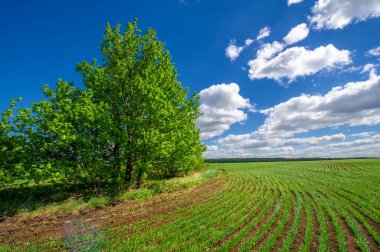 Bahar fotoğrafçılığı, yeşil bir tarlada mısır tohumu, yiyecek için tahıl, örneğin buğday, yulaf ya da mısır. Beyaz kabarık bulutlarda mavi gökyüzü