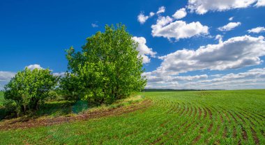 Bahar fotoğrafçılığı, yeşil bir tarlada mısır tohumu, yiyecek için tahıl, örneğin buğday, yulaf ya da mısır. Beyaz kabarık bulutlarda mavi gökyüzü