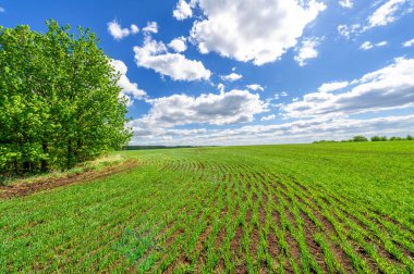 Bahar fotoğrafçılığı, yeşil bir tarlada mısır tohumu, yiyecek için tahıl, örneğin buğday, yulaf ya da mısır. Beyaz kabarık bulutlarda mavi gökyüzü