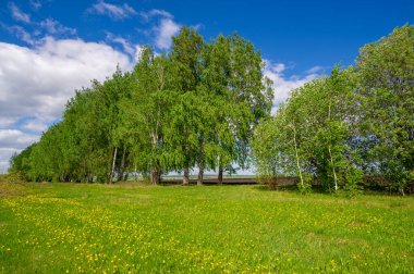 İlkbahar fotoğrafçılığı, tarlalar, çayırlar, ilkbahar güzelliği vadilerin, beyaz kabarık bulutların içindeki muhteşem mavi gökyüzü, dünya kış soğuğundan sonra uyanıyor.