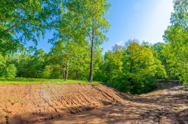Fotoğraf ilkbaharı, çam ağacı, huş ağacı, karışık orman, yağmur sonrası orman yolu, kır çiçekleri.