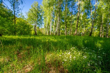 Fotoğraf ilkbaharı, çam ağacı, huş ağacı, karışık orman, yağmur sonrası orman yolu, kır çiçekleri.