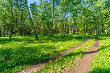 Fotoğraf ilkbaharı, çam ağacı, huş ağacı, karışık orman, yağmur sonrası orman yolu, kır çiçekleri.
