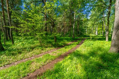 Fotoğraf ilkbaharı, çam ağacı, huş ağacı, karışık orman, yağmur sonrası orman yolu, kır çiçekleri.