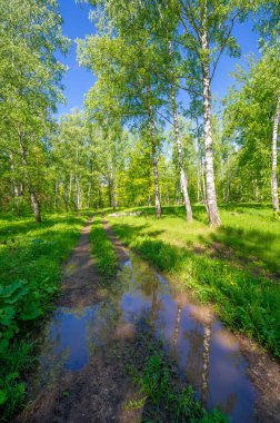 Fotoğraf ilkbaharı, çam ağacı, huş ağacı, karışık orman, yağmur sonrası orman yolu, kır çiçekleri.