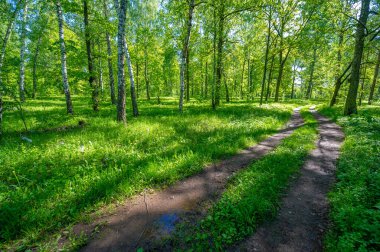 Fotoğraf ilkbaharı, çam ağacı, huş ağacı, karışık orman, yağmur sonrası orman yolu, kır çiçekleri.