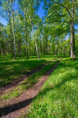 Fotoğraf ilkbaharı, çam ağacı, huş ağacı, karışık orman, yağmur sonrası orman yolu, kır çiçekleri.
