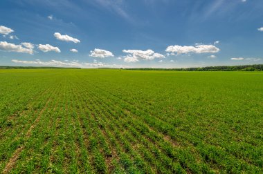 Kış tahılları, ayrıca kış tahılları, güz tahılları veya sonbahar ekili tahıllar olarak da bilinir, sonbaharda ekilen iki yıllık tahıllardır.. 
