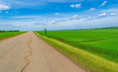 Bahar fotoğrafçılığı, eski asfalt yolu yaşlılıktan çatlamış. Güneşten, rüzgârdan ve soğuktan kahverengi bir tonu var. Ekinler yol kenarında yetişir. Peyzaj cazibesi seyahat gerektirir