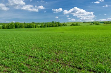 Kış tahılları, ayrıca kış tahılları, güz tahılları veya sonbahar ekili tahıllar olarak da bilinir, sonbaharda ekilen iki yıllık tahıllardır.. 