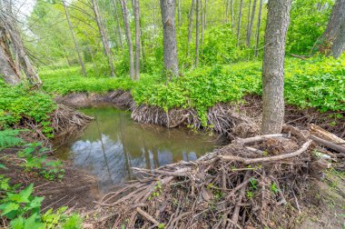 Bahar fotoğrafçılığı: baraj nehrinin üzerine kunduzlar, geniş kuyruklu büyük bir yarı su kemirgeni olan yırtıcılardan korumak için inşa edildi. Ağaç gövdelerini ısırıp ağaç kabuklarıyla besleyip baraj inşa etmesiyle tanınır.