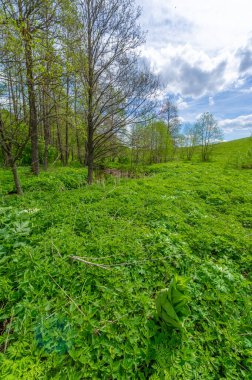 Bahar fotoğrafçılığı: baraj nehrinin üzerine kunduzlar, geniş kuyruklu büyük bir yarı su kemirgeni olan yırtıcılardan korumak için inşa edildi. Ağaç gövdelerini ısırıp ağaç kabuklarıyla besleyip baraj inşa etmesiyle tanınır.