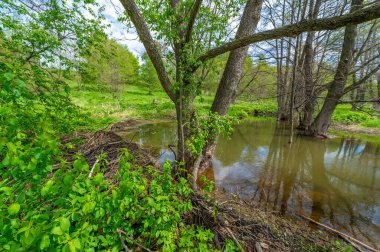 Bahar fotoğrafçılığı: baraj nehrinin üzerine kunduzlar, geniş kuyruklu büyük bir yarı su kemirgeni olan yırtıcılardan korumak için inşa edildi. Ağaç gövdelerini ısırıp ağaç kabuklarıyla besleyip baraj inşa etmesiyle tanınır.