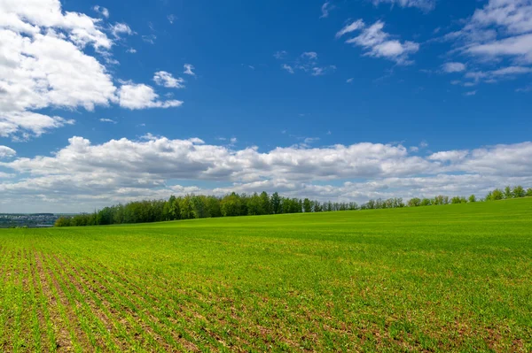 Fotografia Primaverile Piantine Cereali Campo Verde Gioioso Cereali Utilizzati Alimentazione — Foto Stock