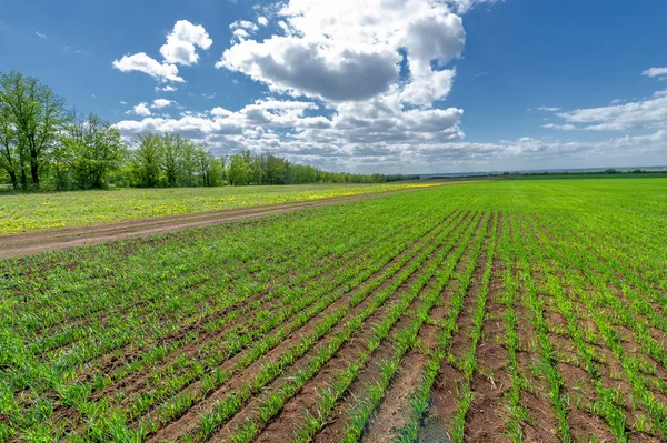 Frühlingsfotos Getreidesämlinge Auf Einem Grünen Feld Getreide Das Als Nahrungsmittel — Stockfoto