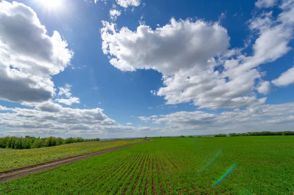 Fotografía Primavera Plántulas Cereales Campo Verde Alegre Grano Utilizado Para — Foto de Stock