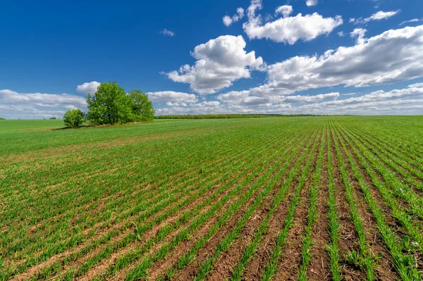 Spring Photography Cereal Seedlings Green Joyful Field Grain Used Food — Stock Photo, Image