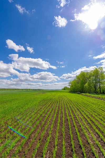 Spring Photography Cereal Seedlings Green Joyful Field Grain Used Food — Stock Photo, Image