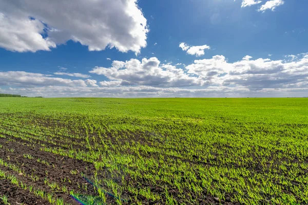 Frühlingsfotos Getreidesämlinge Auf Einem Grünen Feld Getreide Das Als Nahrungsmittel — Stockfoto