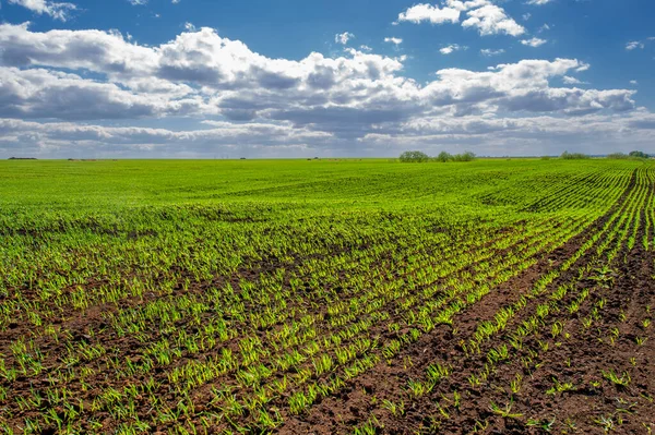 Frühlingsfotos Getreidesämlinge Auf Einem Grünen Feld Getreide Das Als Nahrungsmittel — Stockfoto