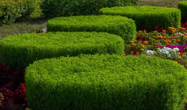 Blommig Landskapsarkitektur Ger Ett Upplopp Färg Till Stadens Gator City — Stockfoto