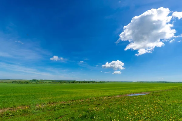 Vinterspannmål Även Kallade Vinterkorn Höstspannmål Höstsäd Eller Höstsäd Tvååriga Spannmålsgrödor — Stockfoto