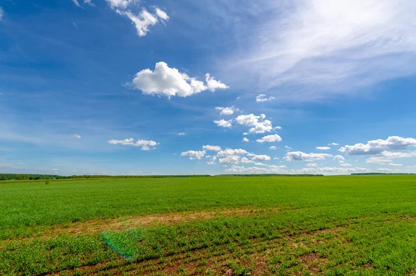 Los Cereales Invierno También Llamados Granos Invierno Cereales Otoño Granos — Foto de Stock