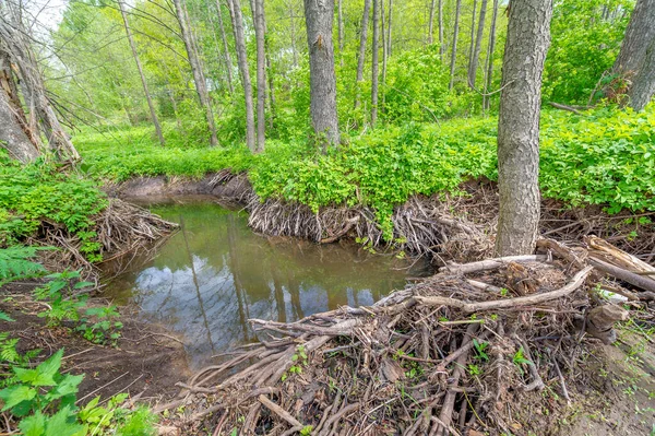 春の写真 ビーバーの捕食者 広い尾を持つ大規模な半水生のげっ歯類からそれらを保護するために ダム川の上に構築された 樹皮に餌を与えダムを建設する木の幹を噛むことで知られている — ストック写真