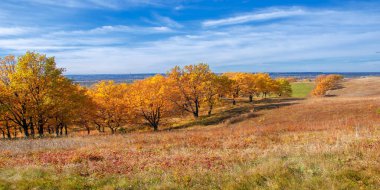 Sonbahar manzarası, yaprak döken ağaçlar çok renkli sarı kırmızı yapraklar, meşeler çok renkli sonbahar yapraklarını döküyor, gözün hüzünlü zamanları - işte cazibesi bu.
