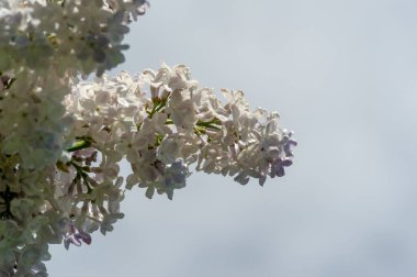 Leylak ya da zeytin ailesinin menekşe, pembe ya da beyaz çiçekleri olan küçük bir zeytin ağacı ve yaygın olarak bir süs olarak yetiştirilir..