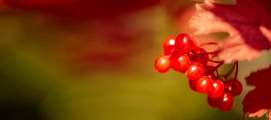 Bulanık fotoğraf, sığ alan derinliği. Sonbahar kırmızı viburnum, modern sınıflandırması moleküler filojene dayanır. Daha önce Honeysuckle ailesi Caprifoliaceae 'ye dahil edilmişti..