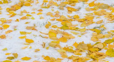 İlk kar, sonbaharın sonlarında, sonbahar yaprakları karda. Kar, kar, kar, kar, acele.