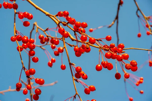 Foto Autunno Piccole Mele Decorative Rosse Albero Parco — Foto Stock